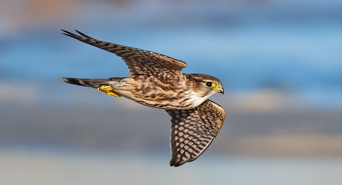 Click or tap to read about the history of the Merlin App