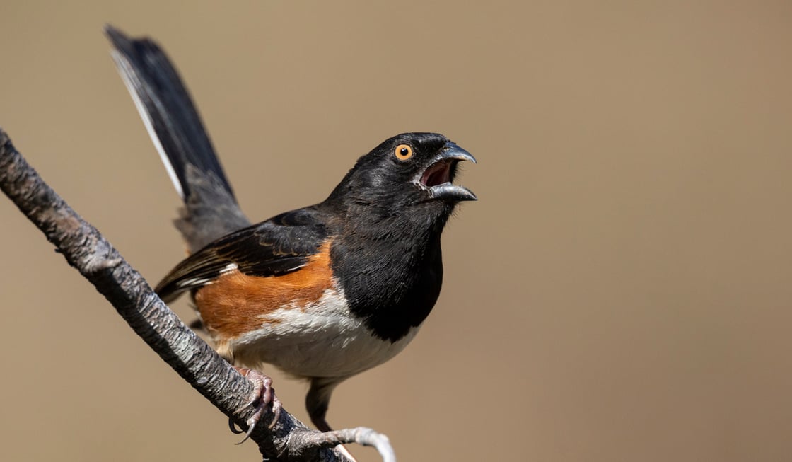 Click or tap to read the highlights of the 2025 State of the Birds Report