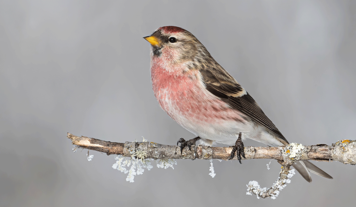 Click or tap to reveal the ID of the mystery bird,and to read about the 2025-2026 winter finch forecast