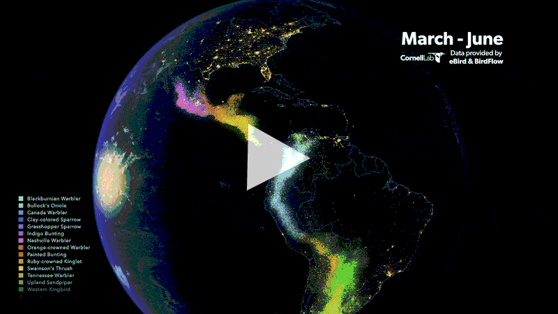 CLick to see full migration animation and see when birds will show up near you