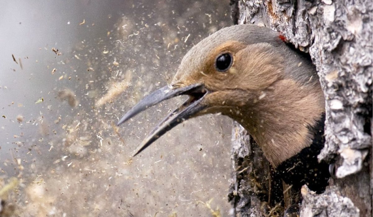 Click or tap to read about woodpeckers as ecosystem engineers