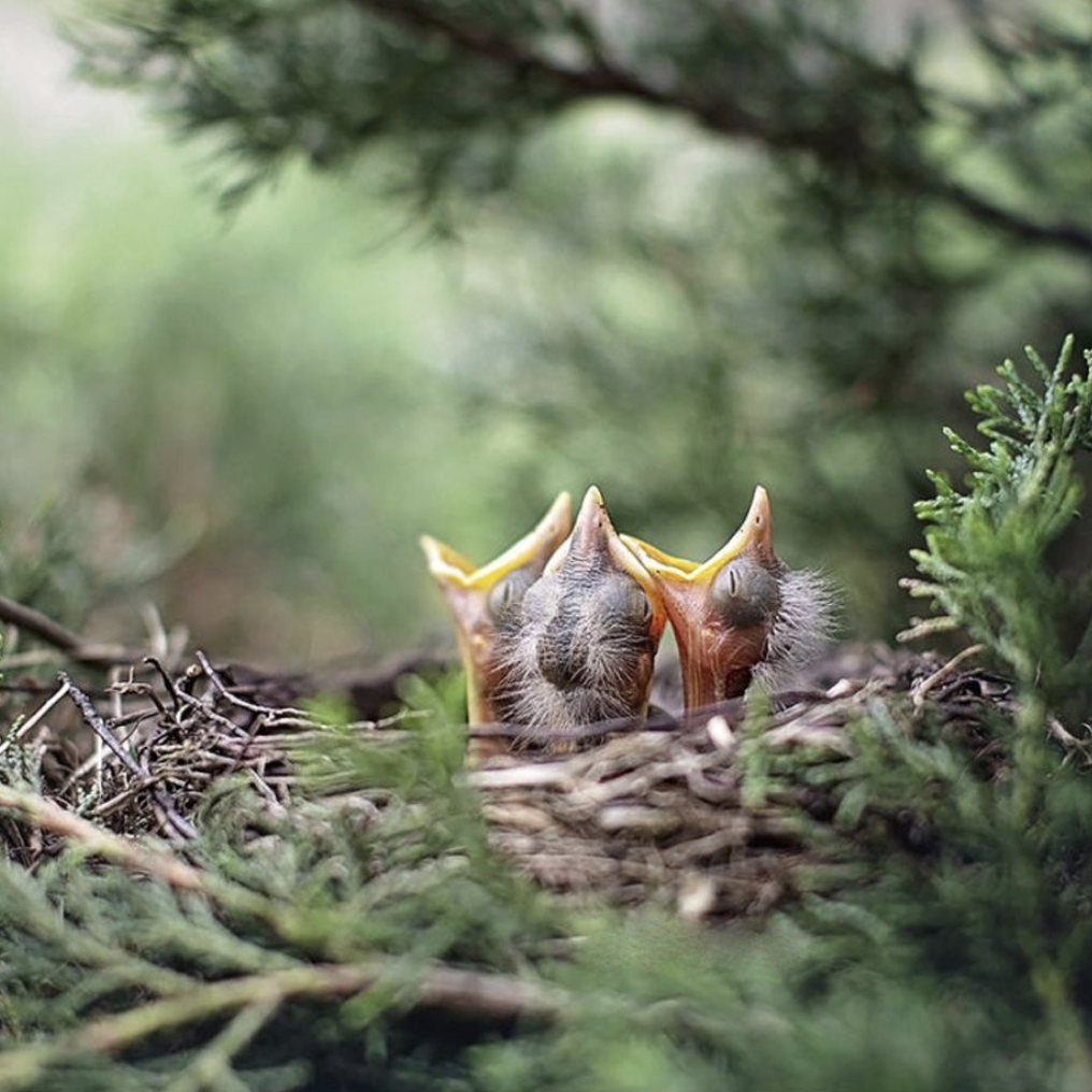 Three baby American Robbins in their nest reach up into the sky, beaks open, calling for food. 