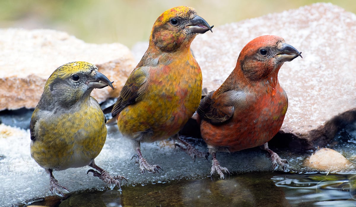 Click or tap to find out all about the Great Backyard Bird Count