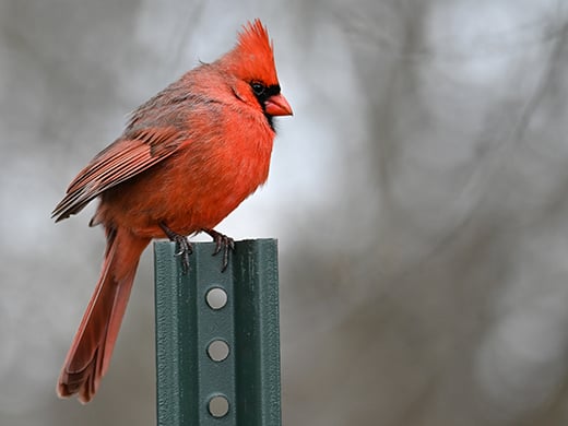 Click to read about birds adaptations to city life