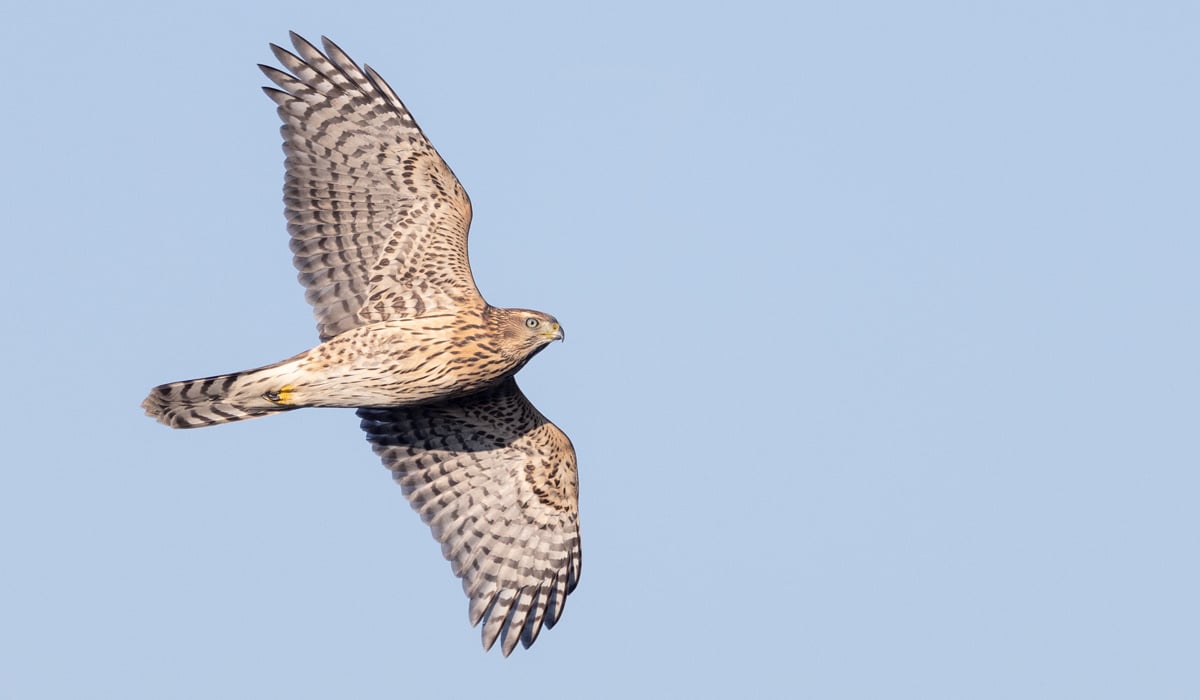 Click to reveal the identity of the mystery bird