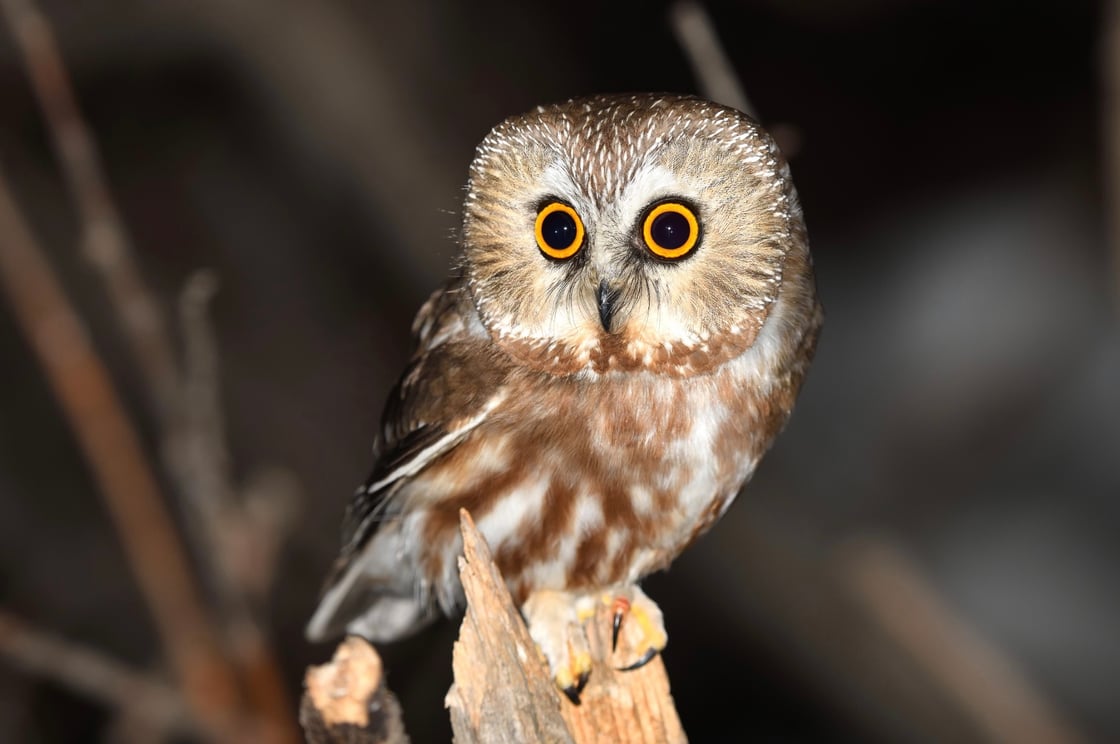 Northern Saw-whet Owl looking at you. Links to 2024 GBBC results.