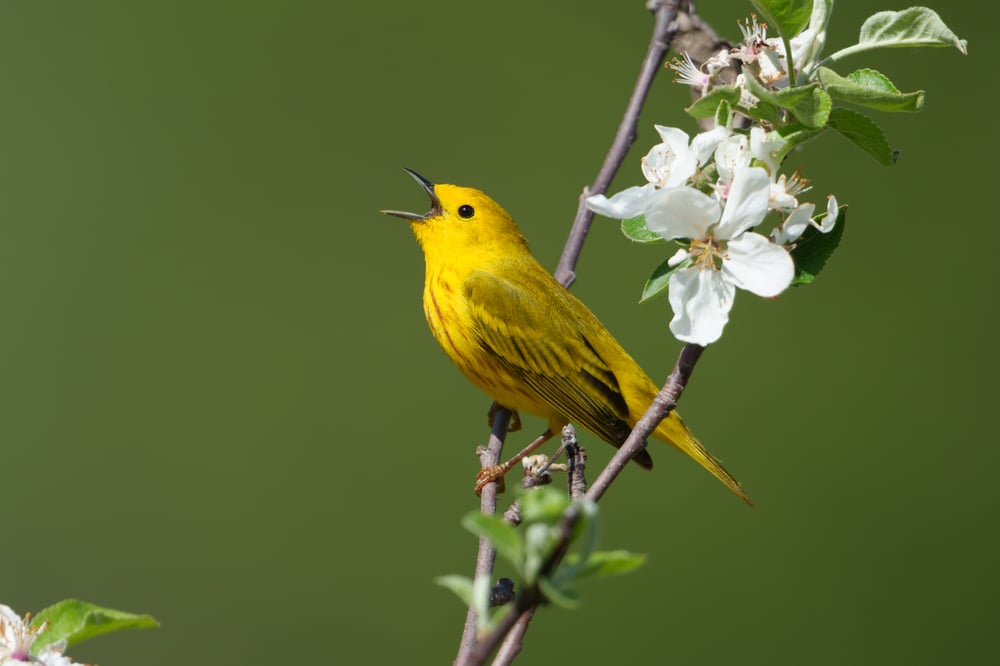 bright yellow bird with olive wings perched on white flowery branch