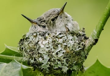 Nestwatch_Anna's Hummingbirds by Soo Baus_Edit