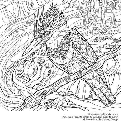 Cornell-Lab_Belted-Kingfisher-by-Brenda-Lyons_preview.jpg