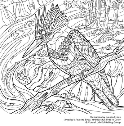 Cornell-Lab_Belted-Kingfisher-by-Brenda-Lyons_preview.jpg Cornell-Lab_Belted-Kingfisher-by-Brenda-Lyons_preview.jpg