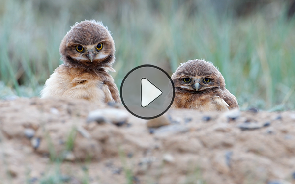 Burrowing Owls by Gerrit Vyn