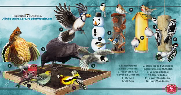 BirdCams_OntarioFeederWatchDownload_VGreene.jpg BirdCams_OntarioFeederWatchDownload_VGreene.jpg