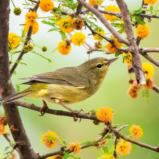 Links to the Warbler Identification online course