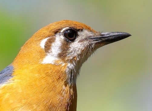 Links to this photo in Macaulay Library. Side portrait of an Orange-headed Thrush.