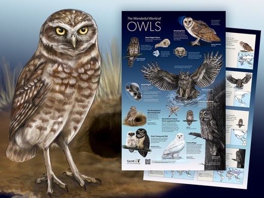 Download a free owl poster.