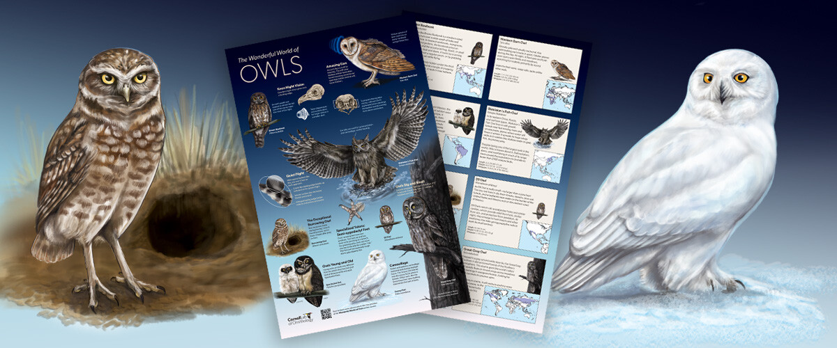 A Burrowing Owl and Snow Owl each perch on the ground. Between them, a poster full of owl illustrations and owl facts is shown. 