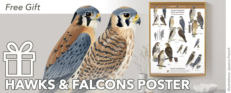 Download Our Common Backyard Hawks and Falcons of North America Poster