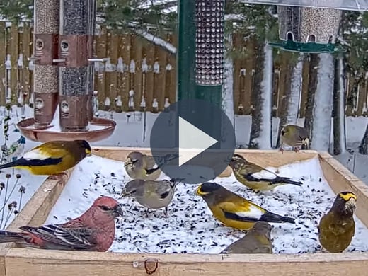 Watch grosbeaks visit the Ontario FeederWatch Cam.