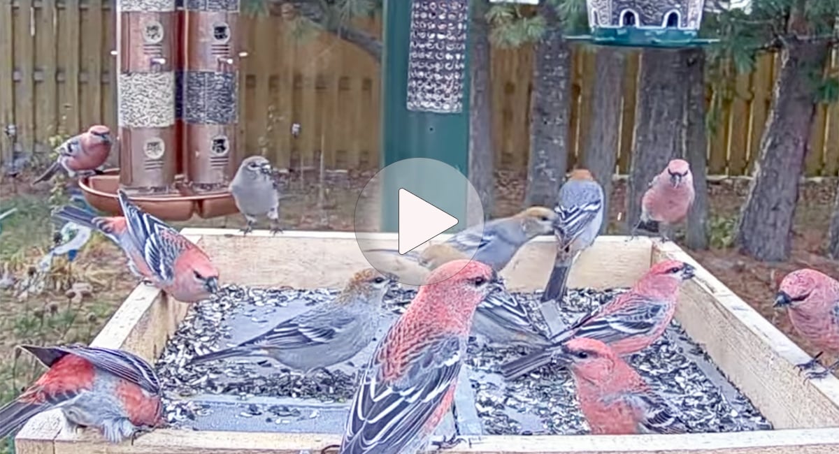 Click or tap to watch a clip of a dozen Pine Grosbeaks going to town on a platform feeder in Ontario
