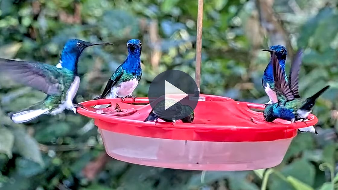 Watch a tropical hummingbird frenzy in Panama.