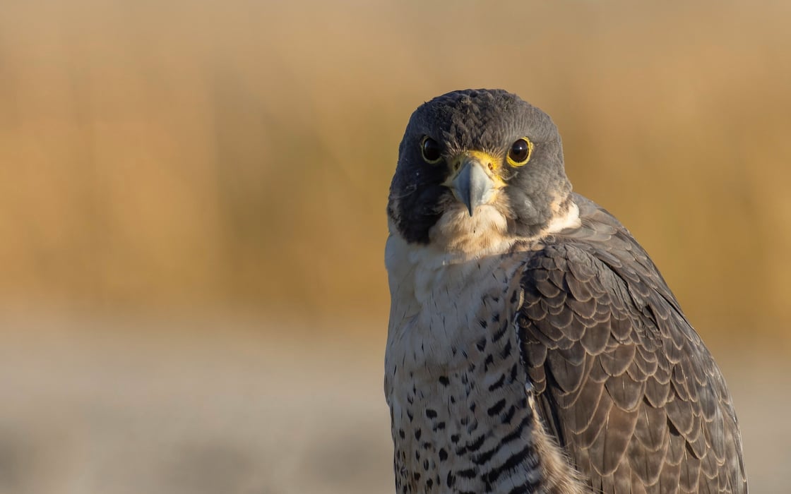 Peregrine Falcon looking right at you.