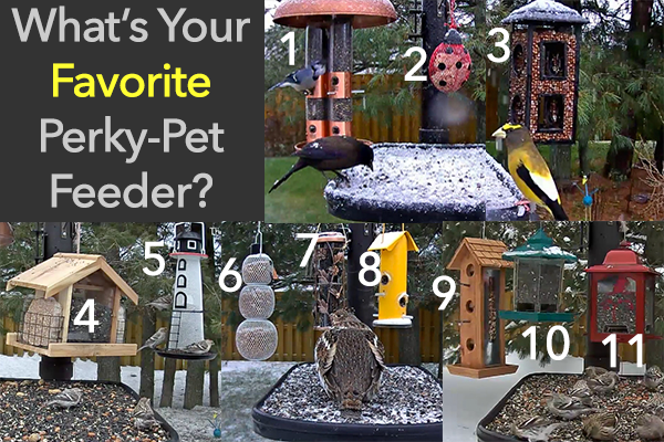 PerkyPetFeederCollage600x400px.png