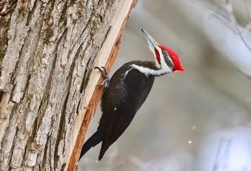 Links to this photo in Macaulay Library. A Pileated Woodpecker clings to tree bark.