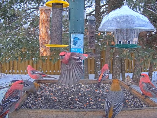 Tap to watch highlights from the Ontario FeederWatch Cam.