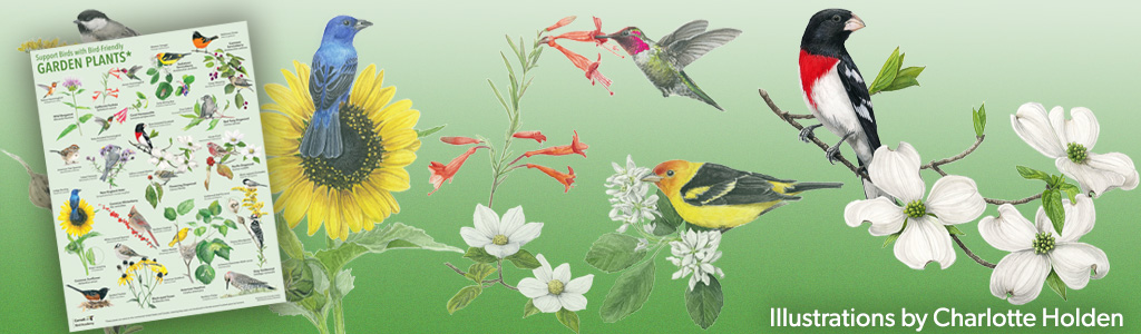 A poster full of plants and birds of the U.S. and Canada is shown. Illustrations by Charlotte Holden.