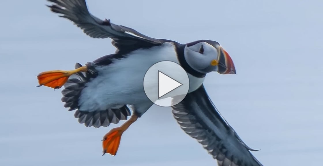 Watch Atlantic Puffins fly and dive in Wild Birds Revealed.