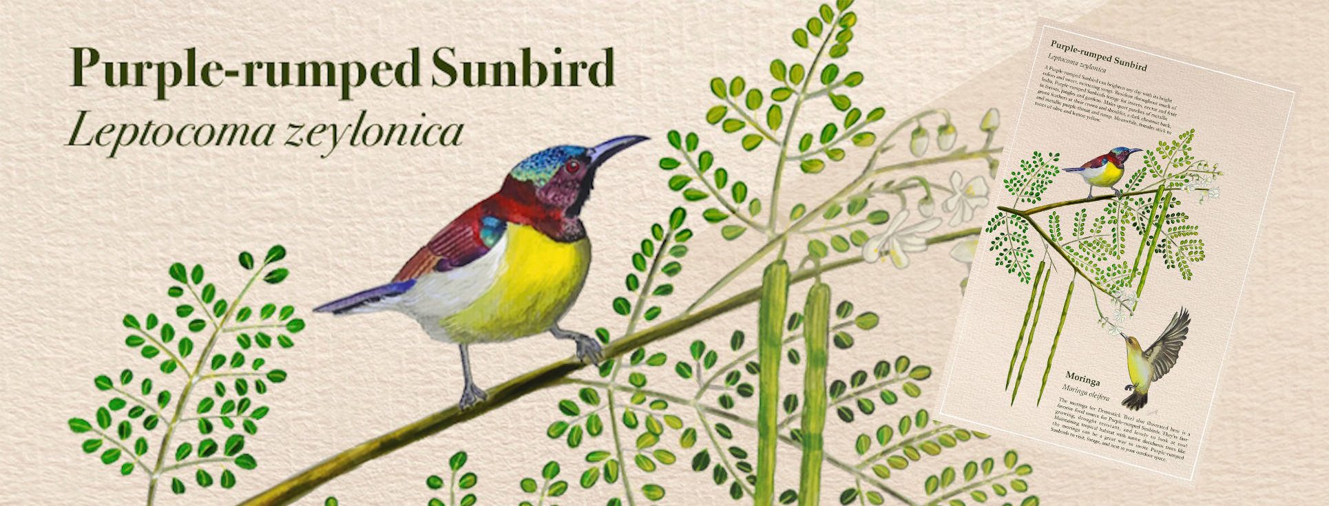 Purple-rumped Sunbird_poster