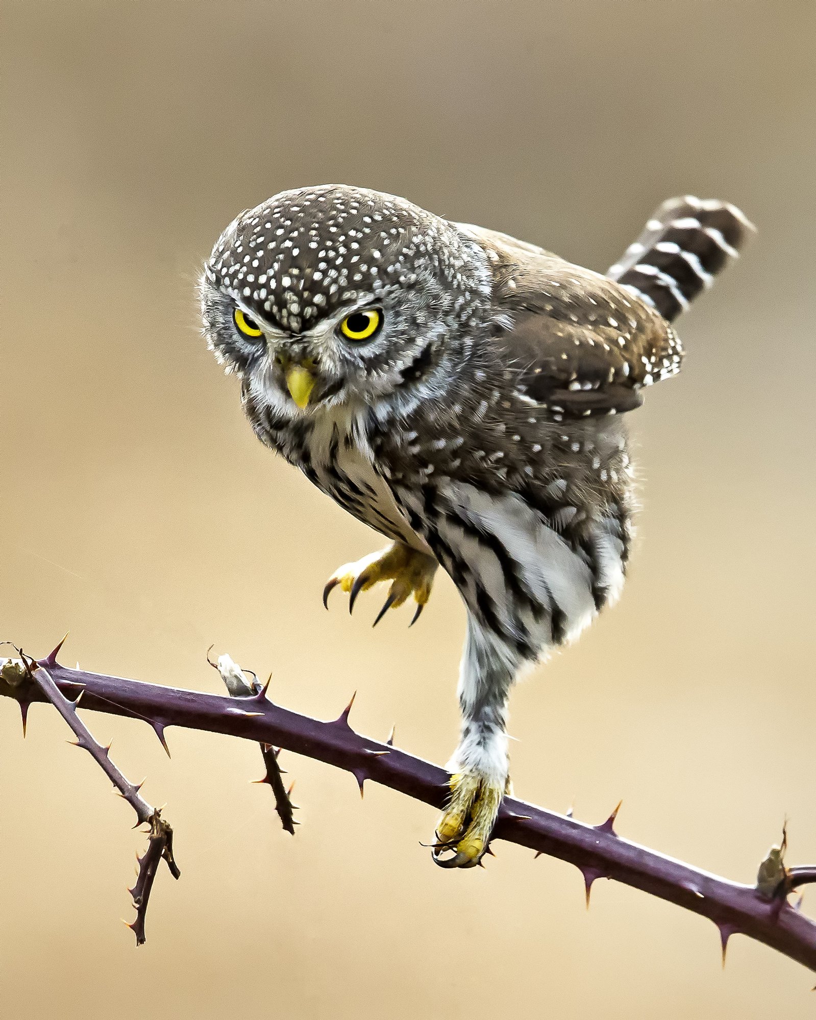 Pygmy Owl by William Murdock
