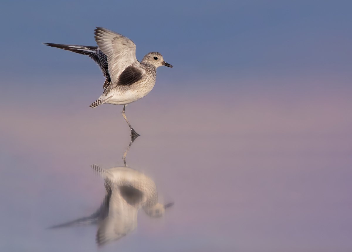 Tap or click to take a short lesson and quiz to help you ID this bird pictured