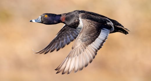 Click or tap to reveal the mystery species