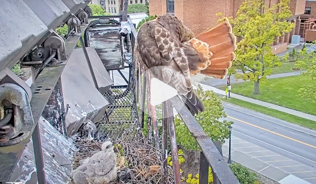 Click or tap to watch a video of a Red-tailed Hawk preening