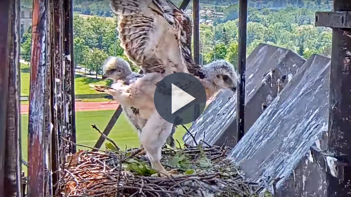 Tap to watch a Red-tailed Hawk Chick work out its wings. 