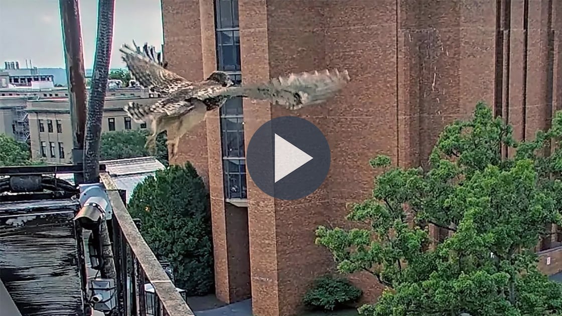Young Red-tailed Hawk taking flight from metal railing