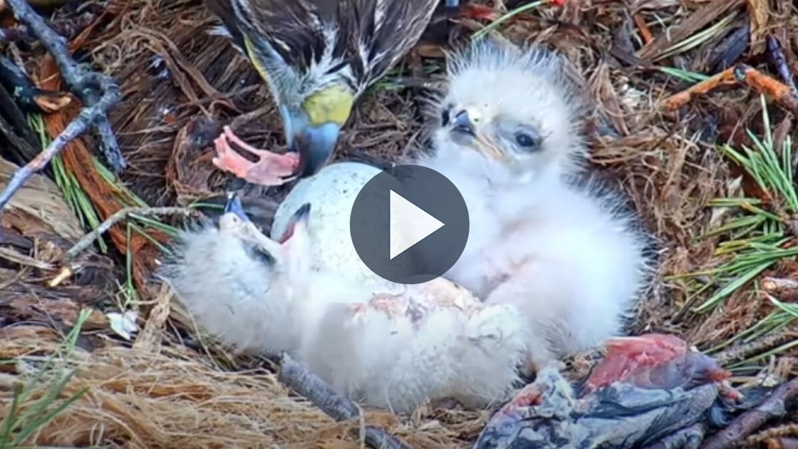 Tap to watch the most-viewed highlights from our nest cams.