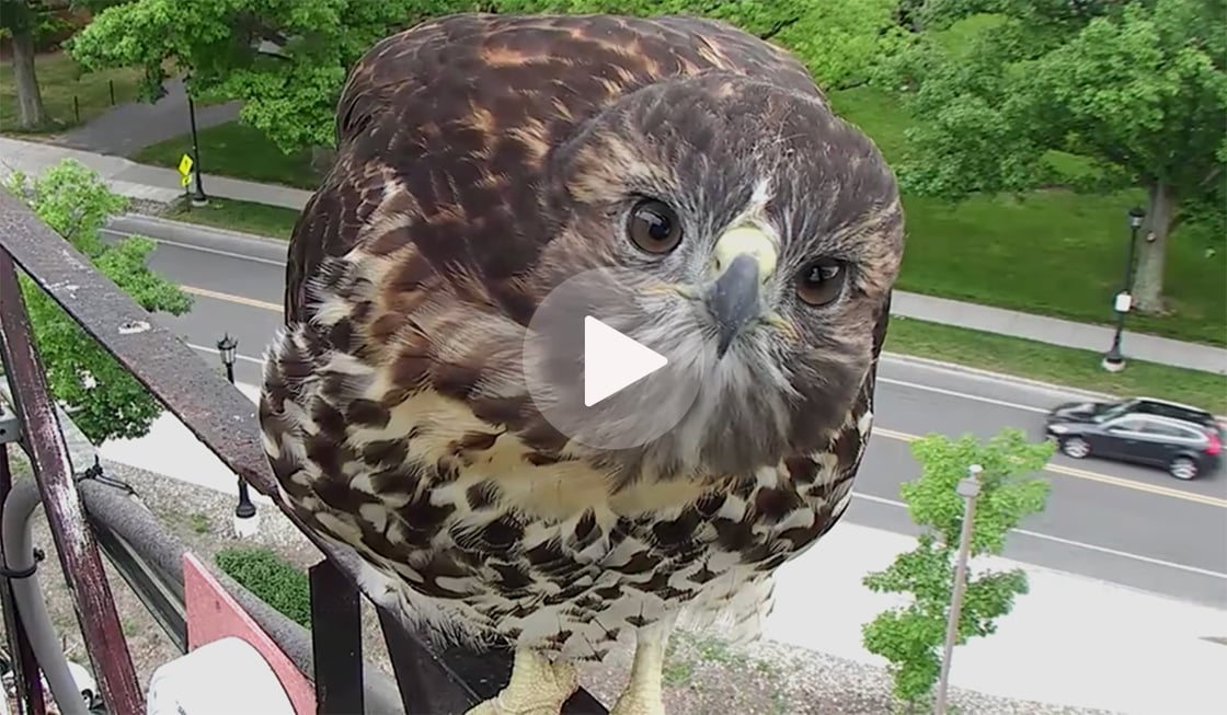 Click or tap to watch the highlight of new nest sprucing-up by the Red-tailed Hawks