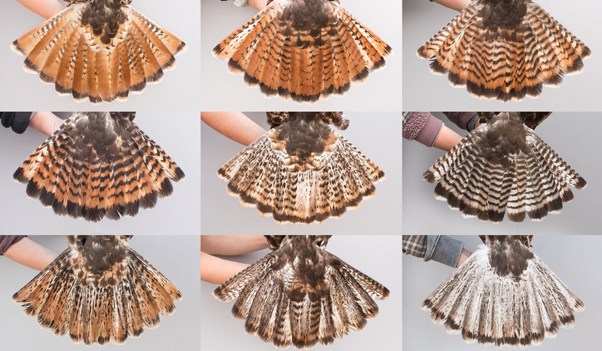 Click or tap to read a story about the amazing variety of Red-tailed Hawks