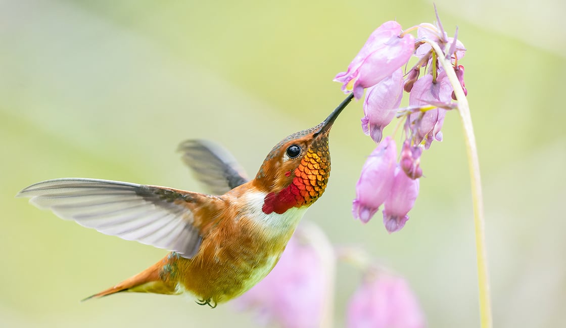 Tap or click to visit Garden for Birds