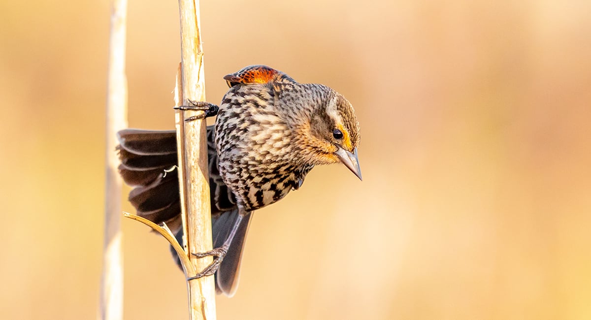 Click or tap to reveal the mystery bird