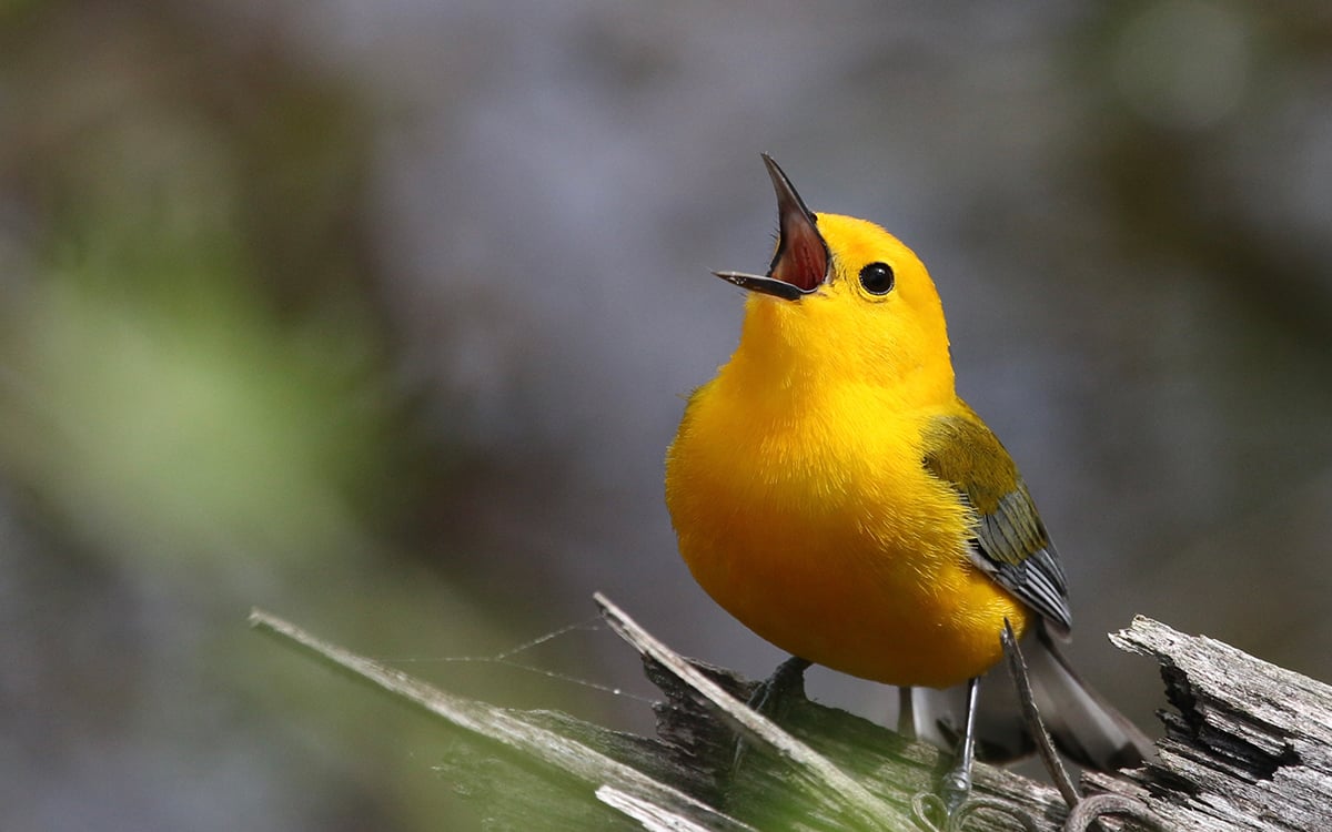 tap or click to start learning how to recognize bird songs