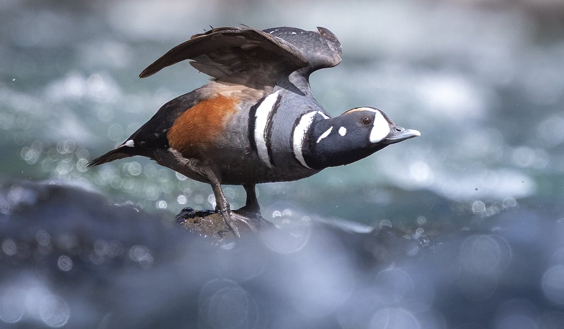 Click or tap to reveal the mystery bird ID