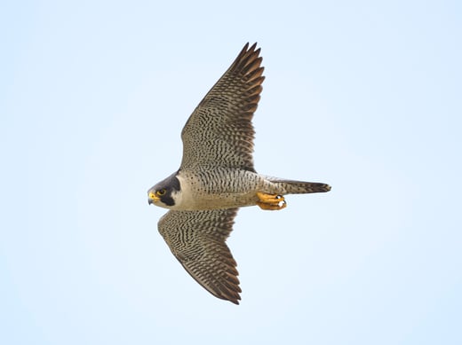 Register for the upcoming live event about the Birds of Alaska's Arctic.