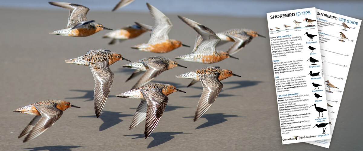 Red Knots fly over the beach in a flock. On the right, a pocket ID guide is displayed.