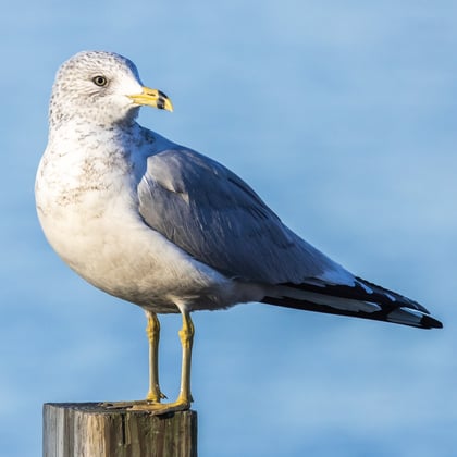 Ring-billed gull ML386136701