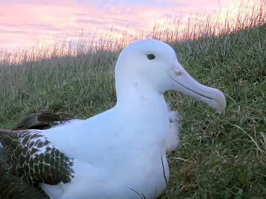 Tap to learn about what to expect on the Royal Albatross Cam. 