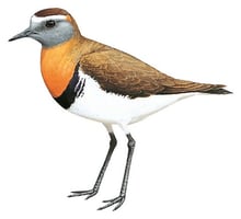 Rufous-chested Dotterel