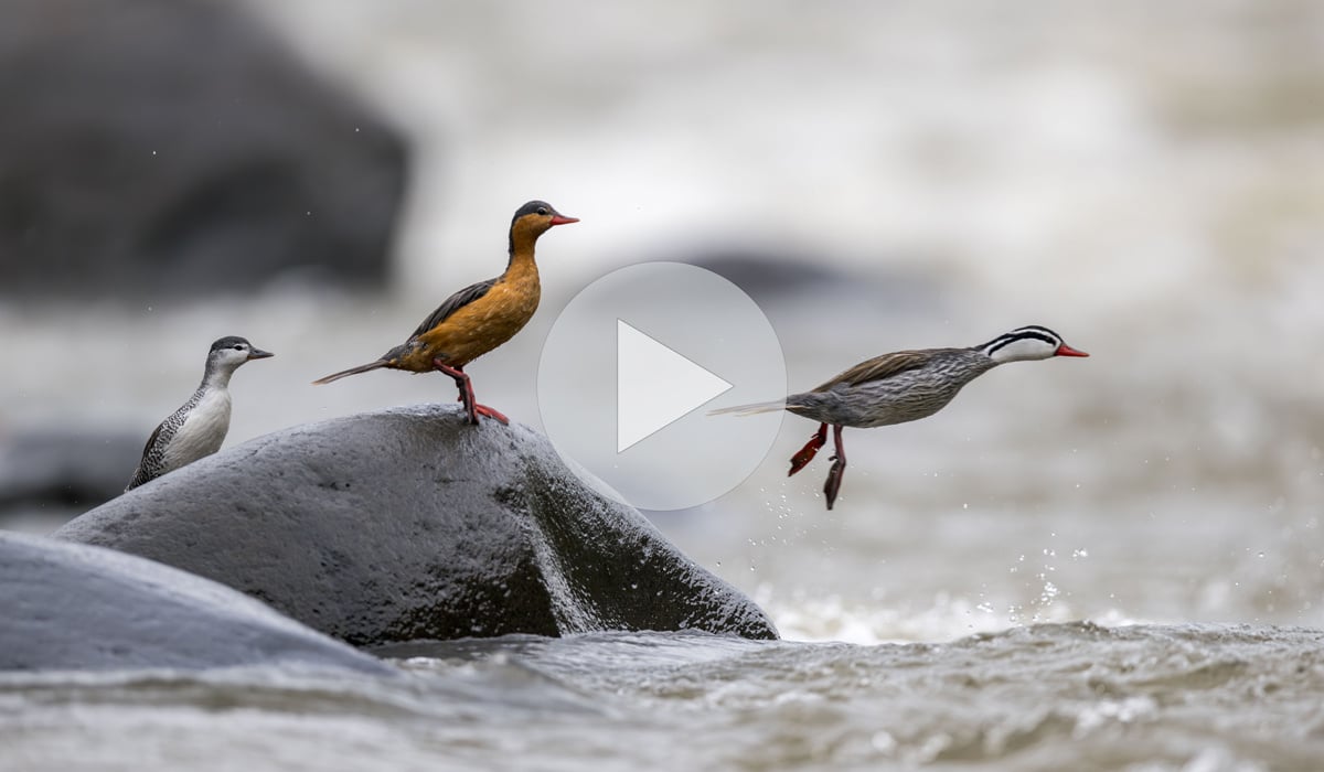 Click or tap to see a family of Torrent Ducks in rapids